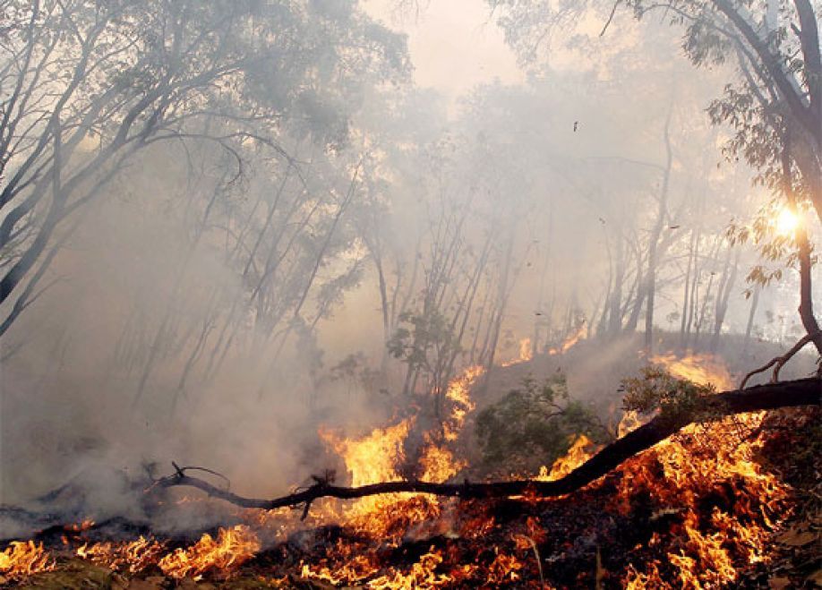 Los incendios forestales afectan a 63,433 hectáreas en Honduras, un 10.8 % más que en 2023