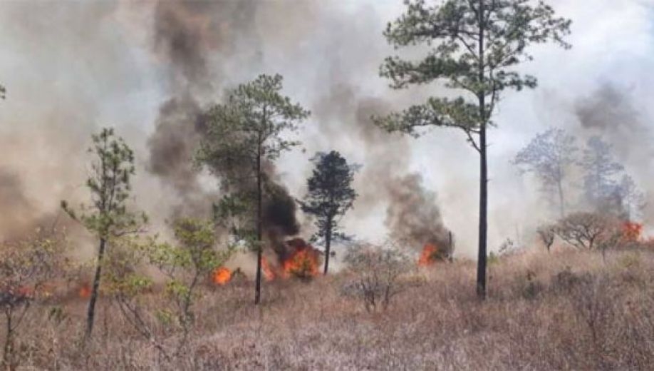 Ocho incendios activos registran el Instituto de Conservación Forestal