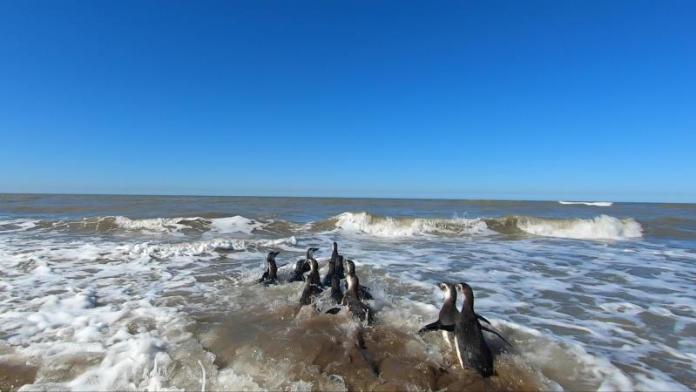 Científicos creen que miles de pingüinos antárticos murieron por un brote de gripe aviar