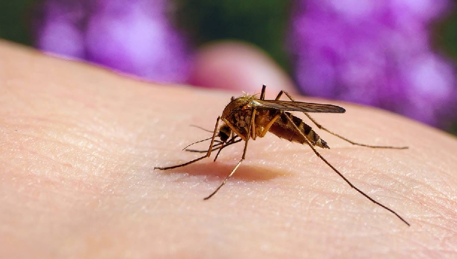 Costa Rica registra 116 casos de malaria en 2024 y trabaja en controlar brotes