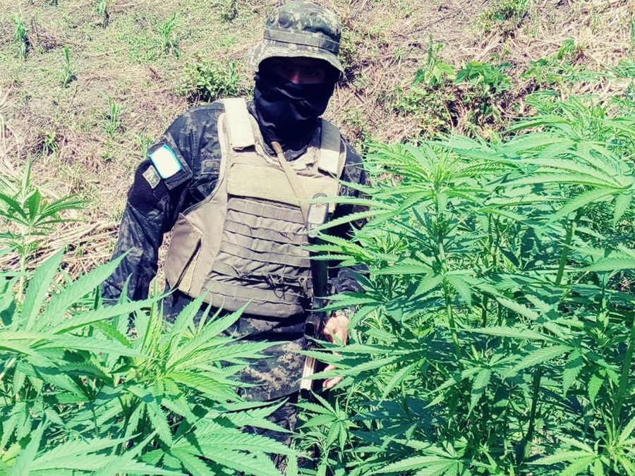Aseguran plantación con 16 mil arbustos de marihuana en Colón