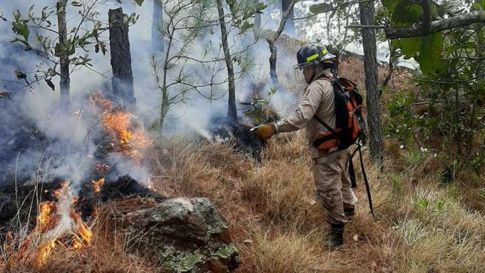 Sube a 156 mil las hectáreas de bosque afectadas por incendios forestales en Honduras