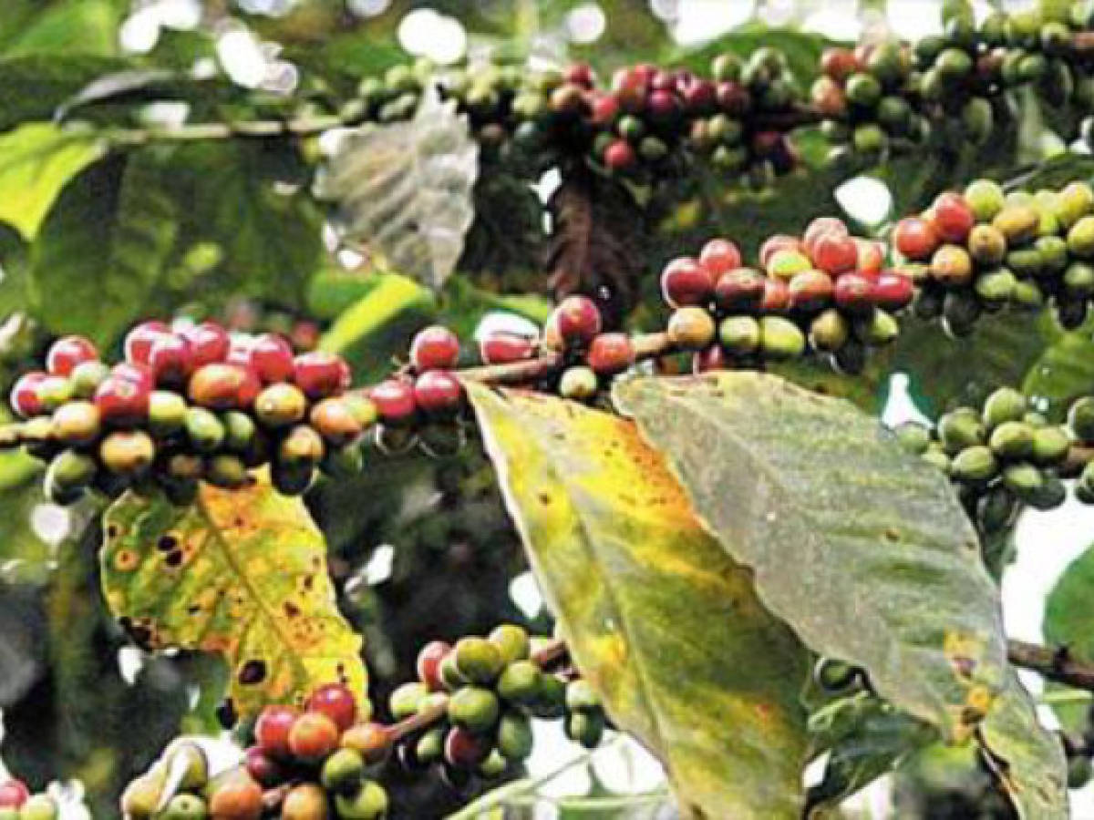 Productores buscan aumentar su cosecha con tres nuevas variedades de café