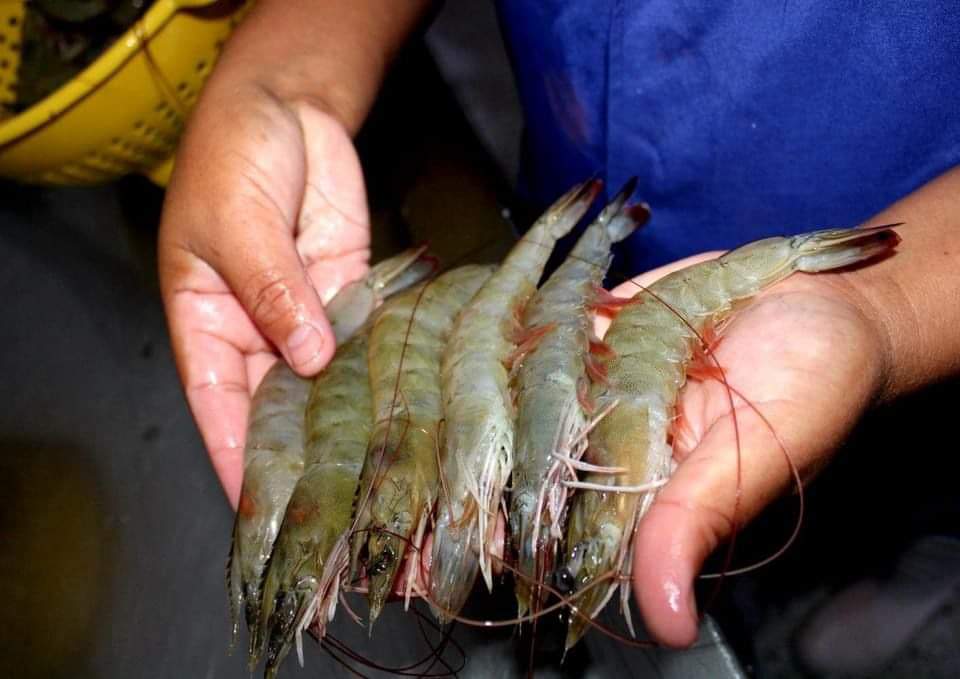 Esta tarde se sabrá si México reabrirá mercado al camarón hondureño