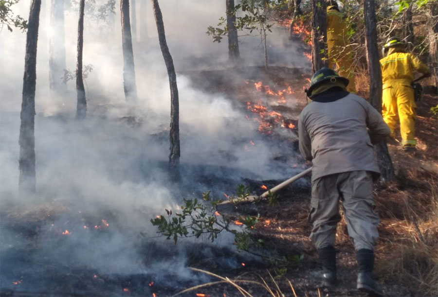 Más de 127 mil hectáreas de bosque afectadas por incendios forestales en Honduras