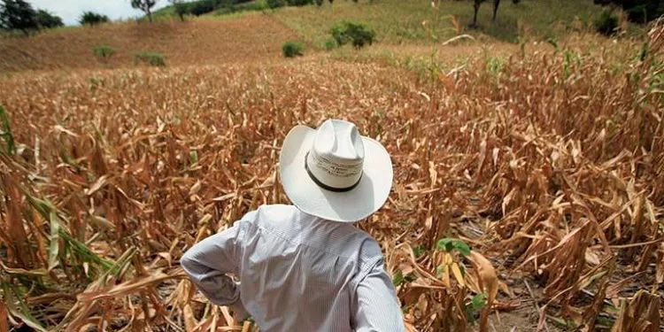 Honduras en la lista de países con inseguridad alimentaria aguda, según la ONU