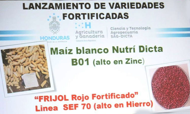 Gobierno hondureño lanza dos nuevas variedades de la semilla de frijol y maíz