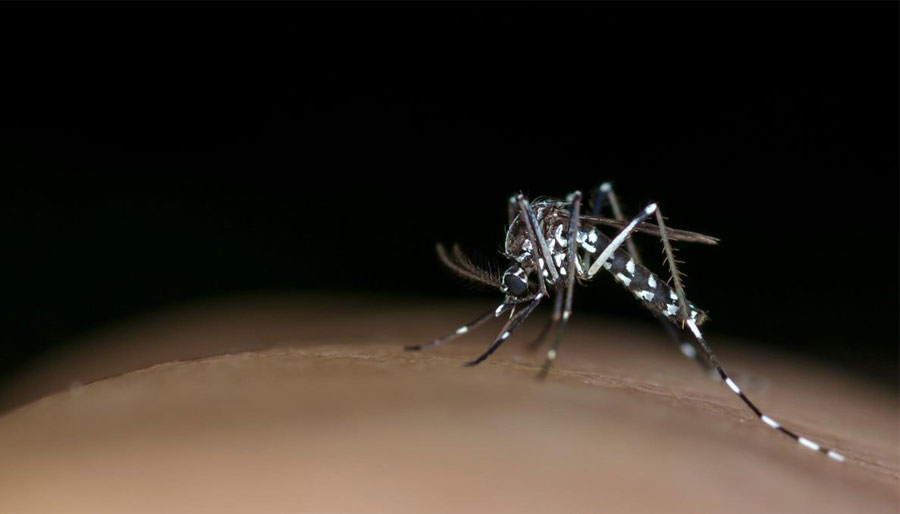 Las muertes por dengue ascienden a 161 en Argentina