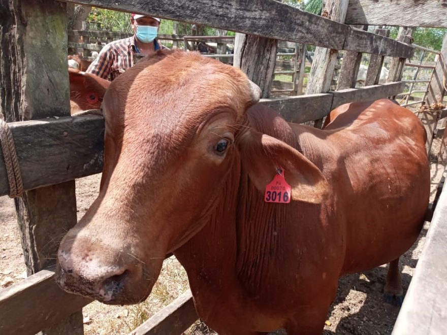 Honduras se mantiene en alerta por la enfermedad del gusano barrenador: director de Senasa