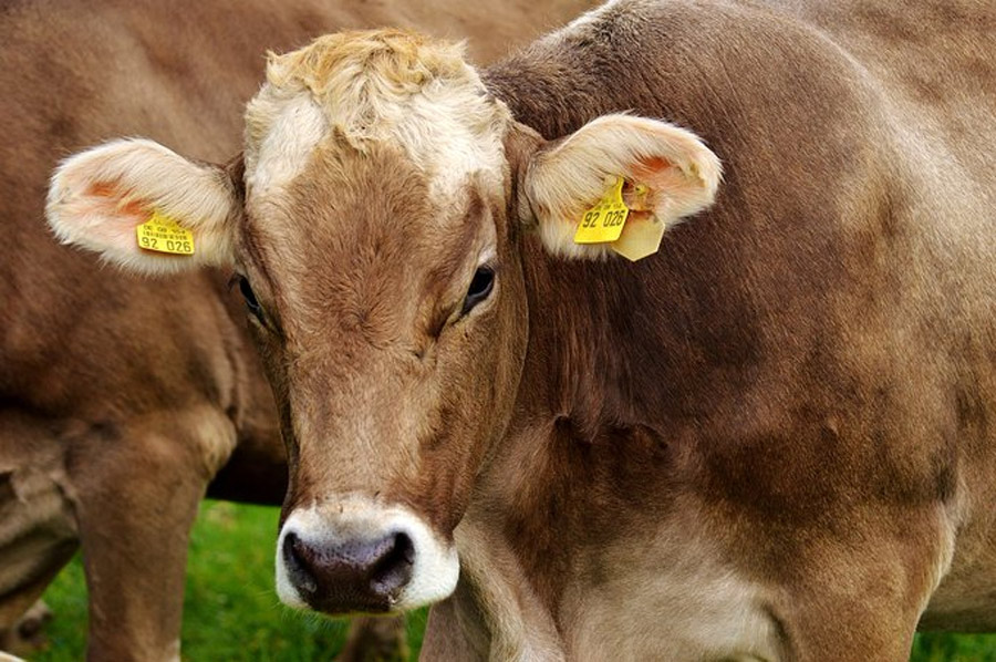 Nicaragua declara la alerta sanitaria por la presencia del gusano barrenador en el ganado