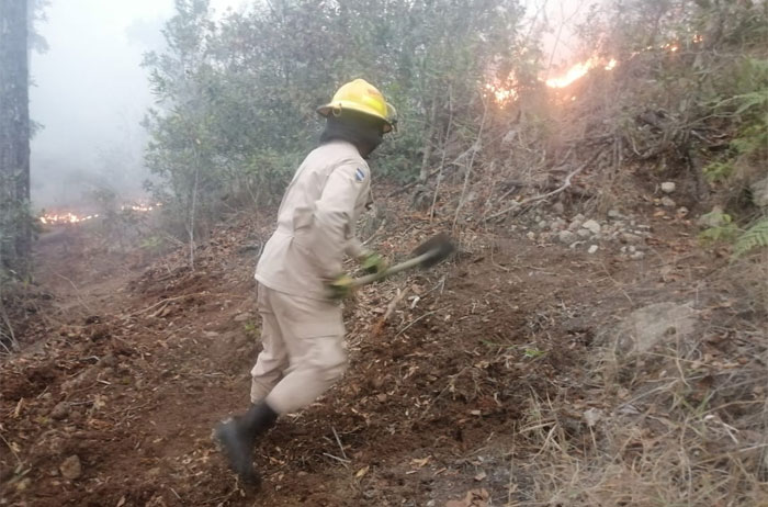Alrededor de 500 hectáreas de bosque consume incendio forestal entre Marcala e Intibucá
